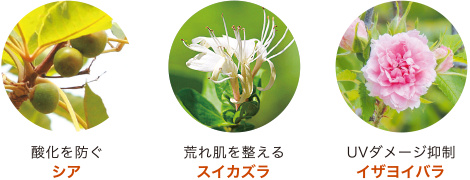 酸化を防ぐ シア / 荒れ肌を整える スイカズラ / UVダメージ抑制 イザヨイバラ